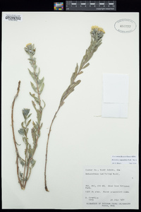 Heterotheca angustifolia image