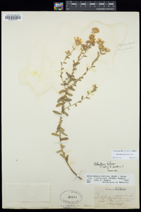 Heterotheca fulciens image