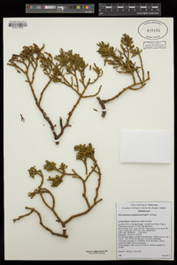 Phoradendron juniperinum image