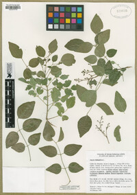 Amyris balsamifera image