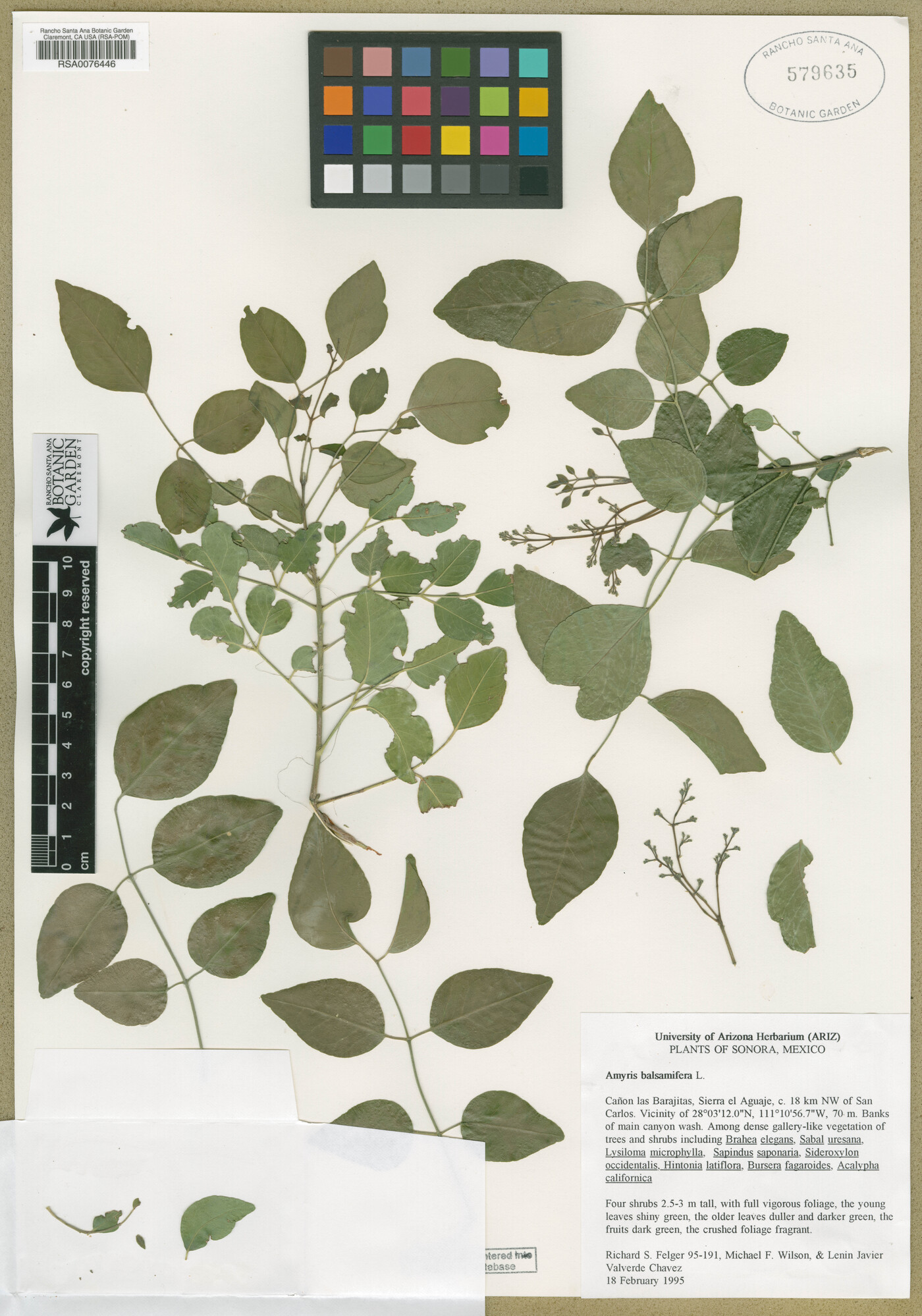 Amyris balsamifera image