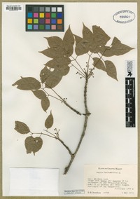 Amyris balsamifera image