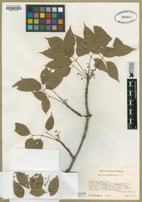 Amyris balsamifera image