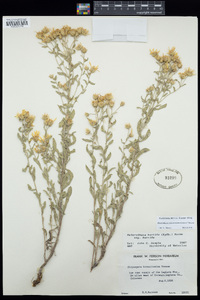 Heterotheca pedunculata image