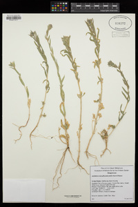 Epilobium densiflorum image