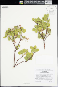 Arctostaphylos pungens image