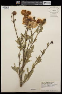 Romneya coulteri image