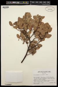 Arctostaphylos australis image