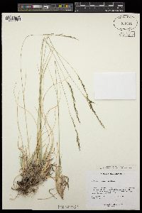 Muhlenbergia montana image