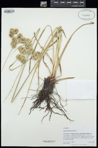 Cyperus entrerianus image