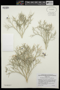 Psorothamnus spinosus image