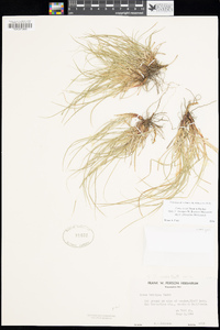 Carex cryptosperma image