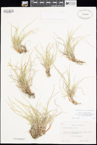 Carex cryptosperma image