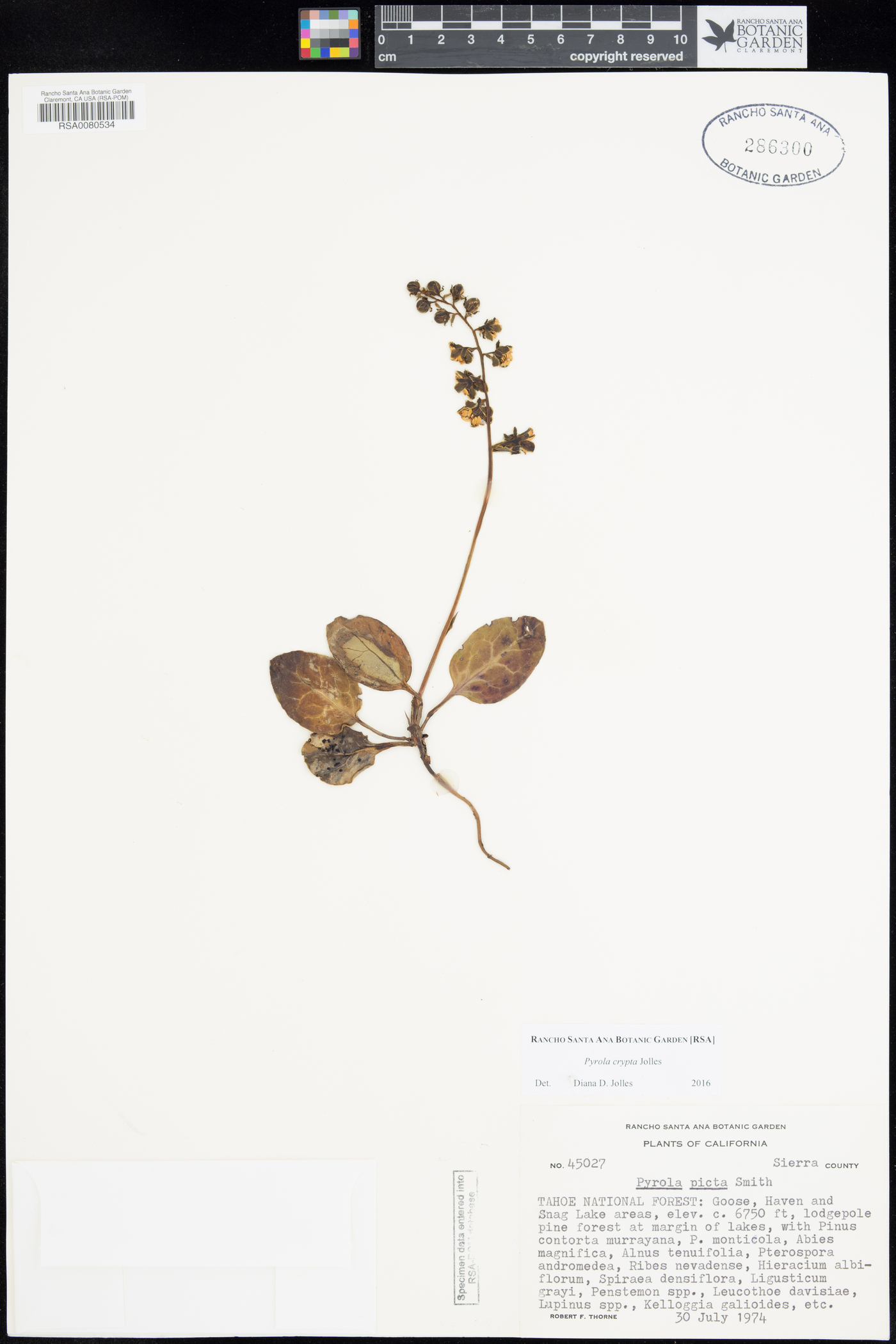 Pyrola crypta image