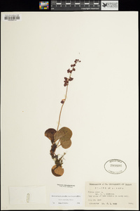 Pyrola asarifolia image