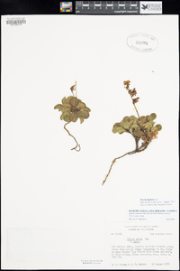 Pyrola dentata image