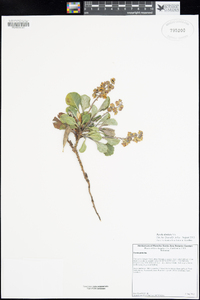 Pyrola dentata image