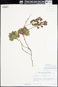 Pyrola dentata image