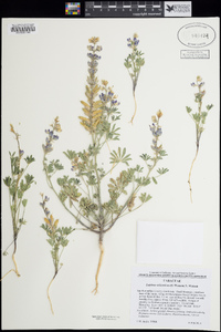 Lupinus arizonicus image