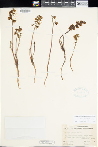Pyrola aphylla image