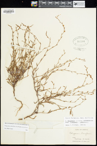 Polygonum sawatchense image