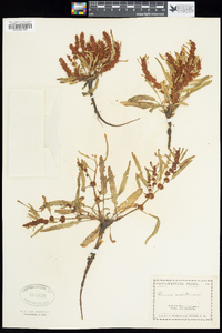 Rumex maritimus image