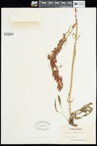 Rumex paucifolius image