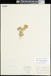 Claytonia perfoliata subsp. intermontana image