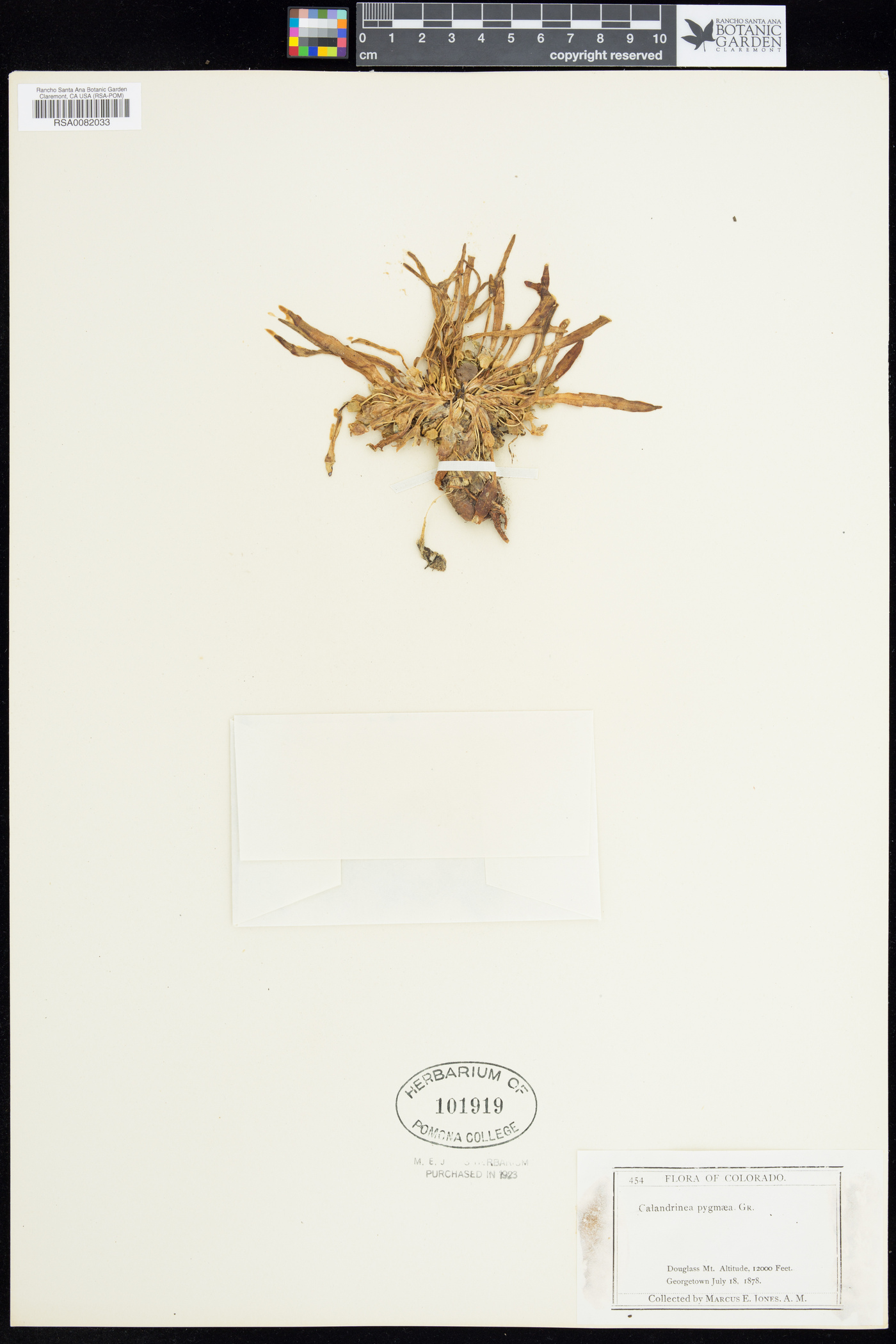 Calandrinia pygmaea image