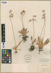 Dodecatheon alpinum subsp. majus image