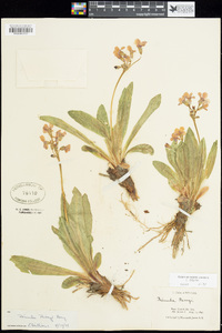 Primula parryi image