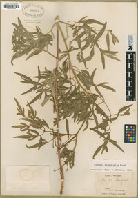 Clematis hirsutissima image