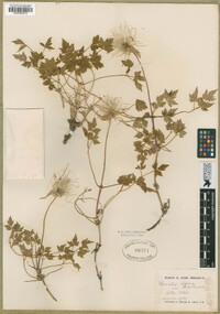 Clematis alpina var. ochotensis image
