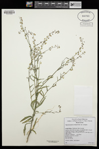 Thysanocarpus curvipes subsp. curvipes image