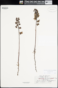Pyrola aphylla image