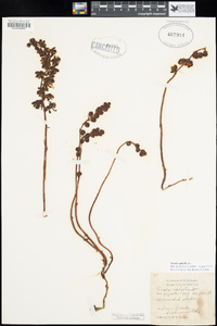 Pyrola aphylla image