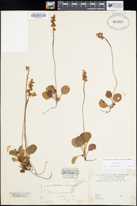 Pyrola minor image