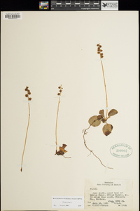 Pyrola minor image