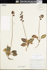 Pyrola picta image