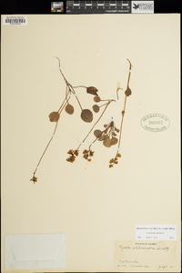 Pyrola chlorantha image