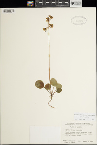 Pyrola chlorantha image