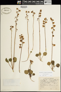 Pyrola chlorantha image