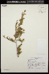Cercocarpus ledifolius var. intercedens image