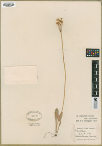 Dodecatheon pulchellum subsp. pulchellum image