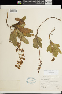 Pyrola dentata image