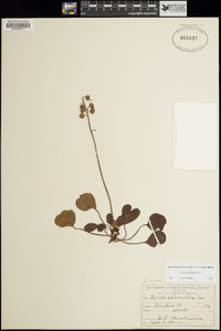 Pyrola chlorantha image