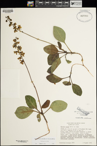 Pyrola picta image