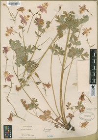 Aquilegia formosa image