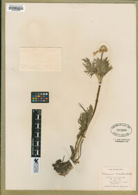 Pulsatilla occidentalis image