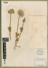 Pulsatilla patens image